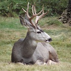 Waterton,NP,AB