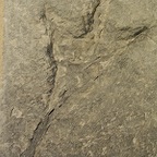 Dinosaure patte