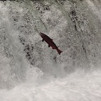 saut saumon AK