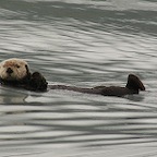 Loutre de mer AK