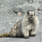 Marmotte AK