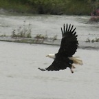 Bald eagle AK