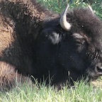 bisons sauvages, YT