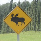 ! woodland caribou