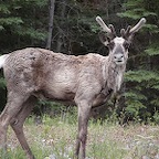 woodland cariboo