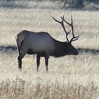 Wapiti