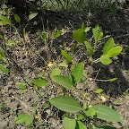 *coca : feuille et fleur ! 