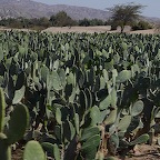 *culture de cactus, P