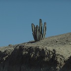 *cactus, E Nasca