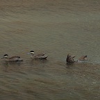 *lago Llanganuco canard bec bleu, P