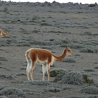 *vigogne, Chimborazo Eq