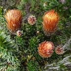 parc Cotopaxi, Eq