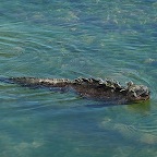 *iguane marin Urvina bay