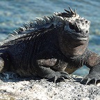 *iguane marin Urvina bay