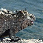 *iguane marin Urvina bay