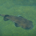 *poisson porc pic Isabella