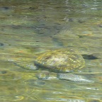 *tortue marine Isabella