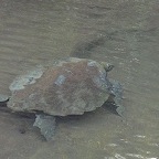 *tortue marine Isabella