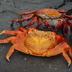 *sally crabe U.bay
