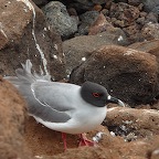 *swallow tailed gull NSeymour