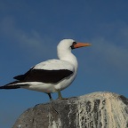 *sea gull Espagnola