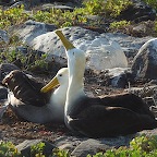 *albatros Espagnola