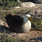 *royal albatros Espagnola
