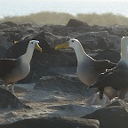 *danse des albatros Espagnola