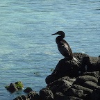 *cormorant non volant