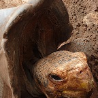 *zoom tortue gante