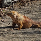 *iguane Urvina bay