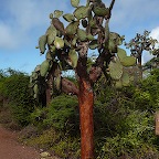 *arbre cactus, Puerto Ayora