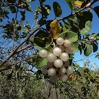 *cordia lutea, trs collant Urvina bay