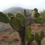 *cactus Urvina bay