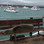 *welcome aux Galapagos , banc occup