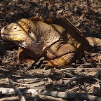 *iguane Urvina bay