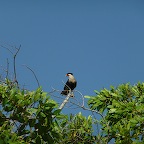 aigle pcheur