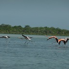 flamant rose, Perdico