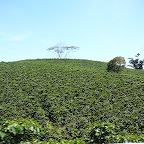 champs de caf, Colombie