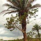 *arbre trangleur