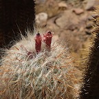 *cactus en fleur, Uyuni