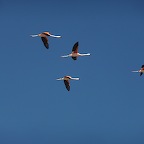 *flamingos bolivios !