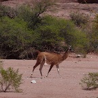 *guanaco, Talampaya, Ar