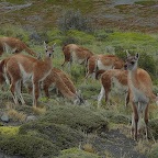 *guanaco, Torres Ar