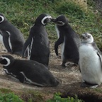*Pingouin Magellan Chili