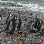 *Pingouin Magellan Chili