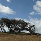 *arbre drapeau, canal Beagle TdeFeu