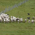 *regoupement des moutons TdeFeu