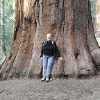 Mariposa Sequoia, Yosemite