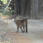 cougar, Yosemite